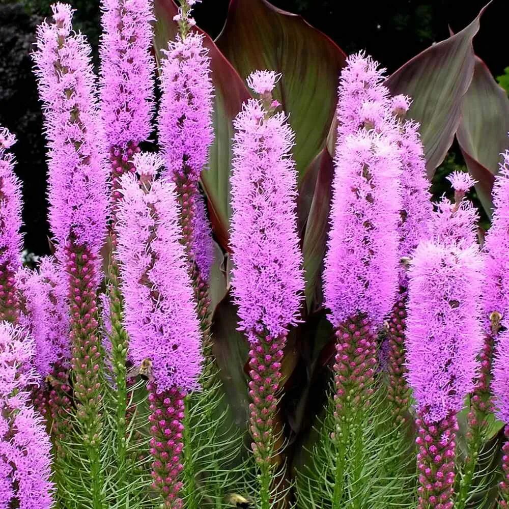 Початок цветок садовый многолетний фото и описание Liatris spicata cv. - Liatris Rosy Purple seeds x100 - Ole Lantana's Seed Store