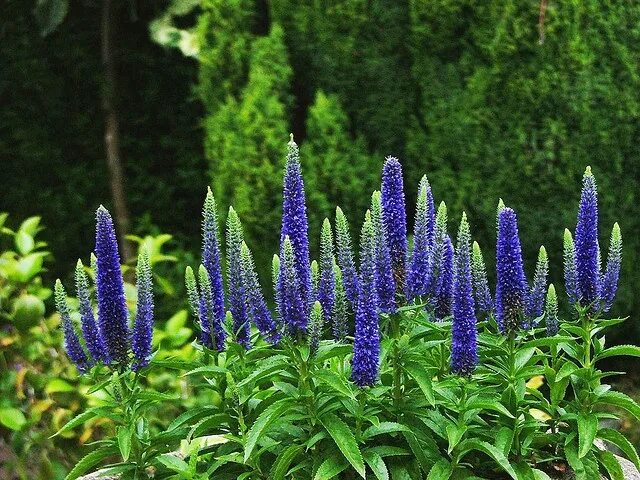 Початок цветок садовый многолетний фото и описание 081 Veronica (speedwell) longifolia 'Foerster's Blue' Garden, Flowers, Plants