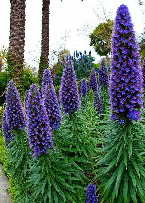 Початок цветок садовый многолетний фото и описание Echium candicans Planting flowers, Beautiful gardens, Purple garden