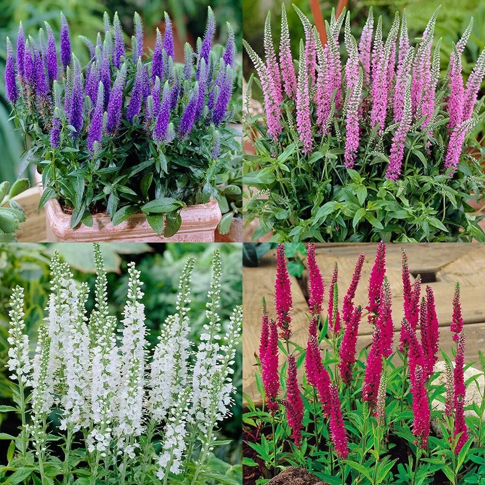 Початок цветок садовый многолетний фото и описание Buy Veronica Spicata Collection J Parker Dutch Bulbs