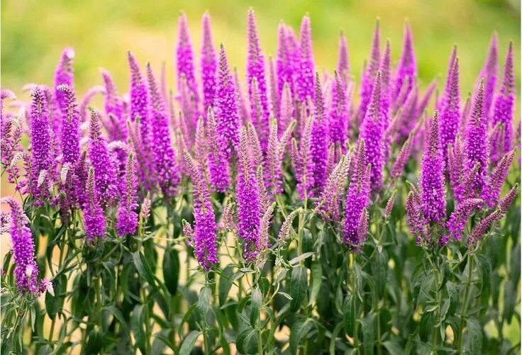 Початок цветок садовый многолетний фото и описание Przetacznik kłosowy Plants, Perennials, Veronica