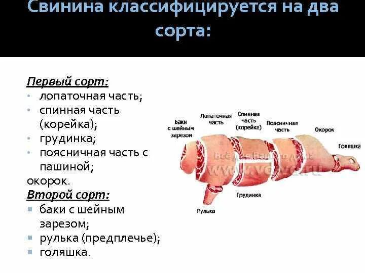 Почечная часть свинины где находится фото Части мяса свинины - CoffeePapa.ru