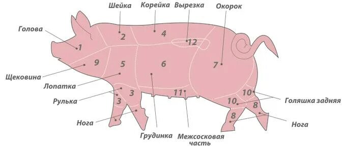 Все про мясо: Кострец свиной