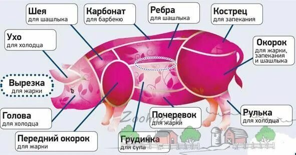 Почечная часть свинины где находится фото Кострец, вырезка, карбонат и почеревок свиньи на схеме: фото где находятся и что