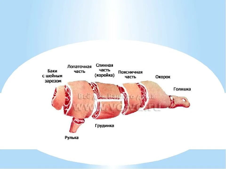 Почечное мясо свинины где находится фото Свинина схема - CoffeePapa.ru