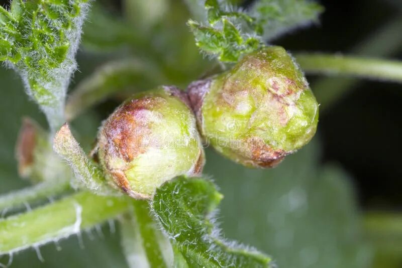 Почечный клещ на смородине фото Blackcurrant Gall or Big Bud Mite (Cecidophyopsis Ribis). Enlarged Cut Buds on C