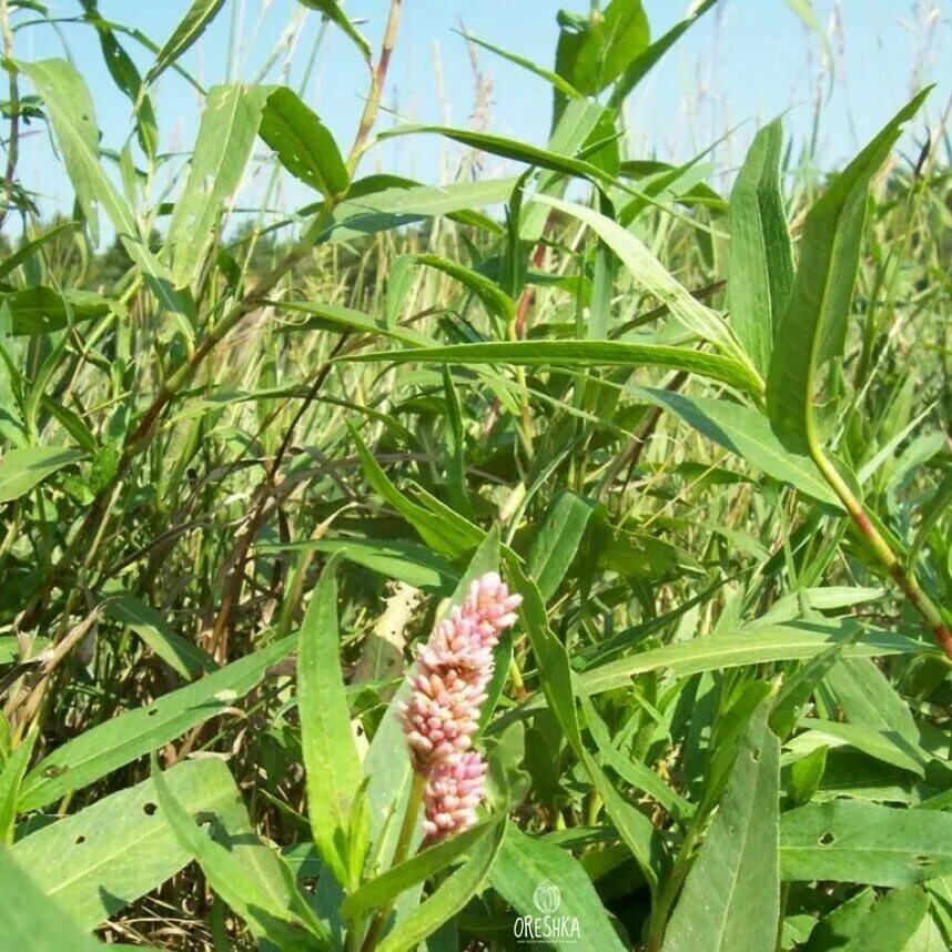 Почечуйная трава фото Горец почечуйный семена Питомник семян Орешка