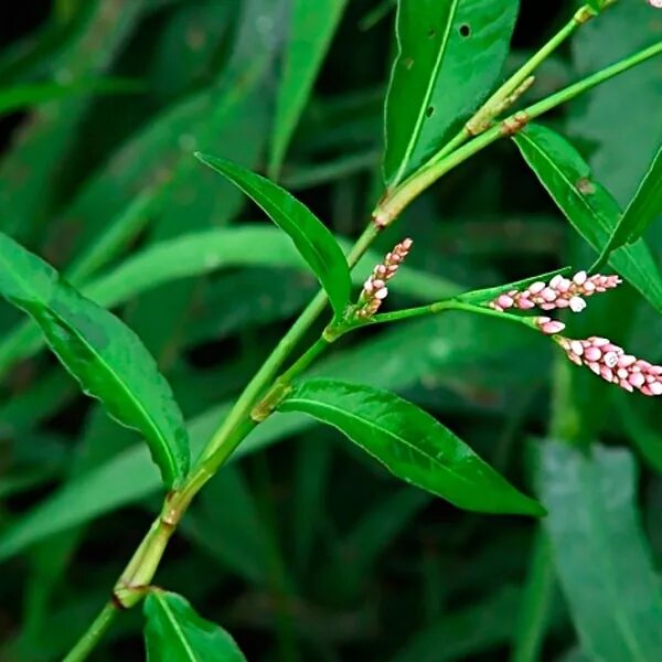 Почечуйная трава фото Горец почечуйный (Polygonum persicaria) - Пестициды.by - средства защиты растени