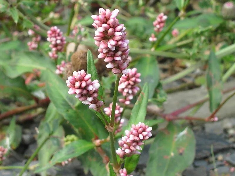 Почечуйная трава фото Persicaria maculosa Archives Wildlife Insight