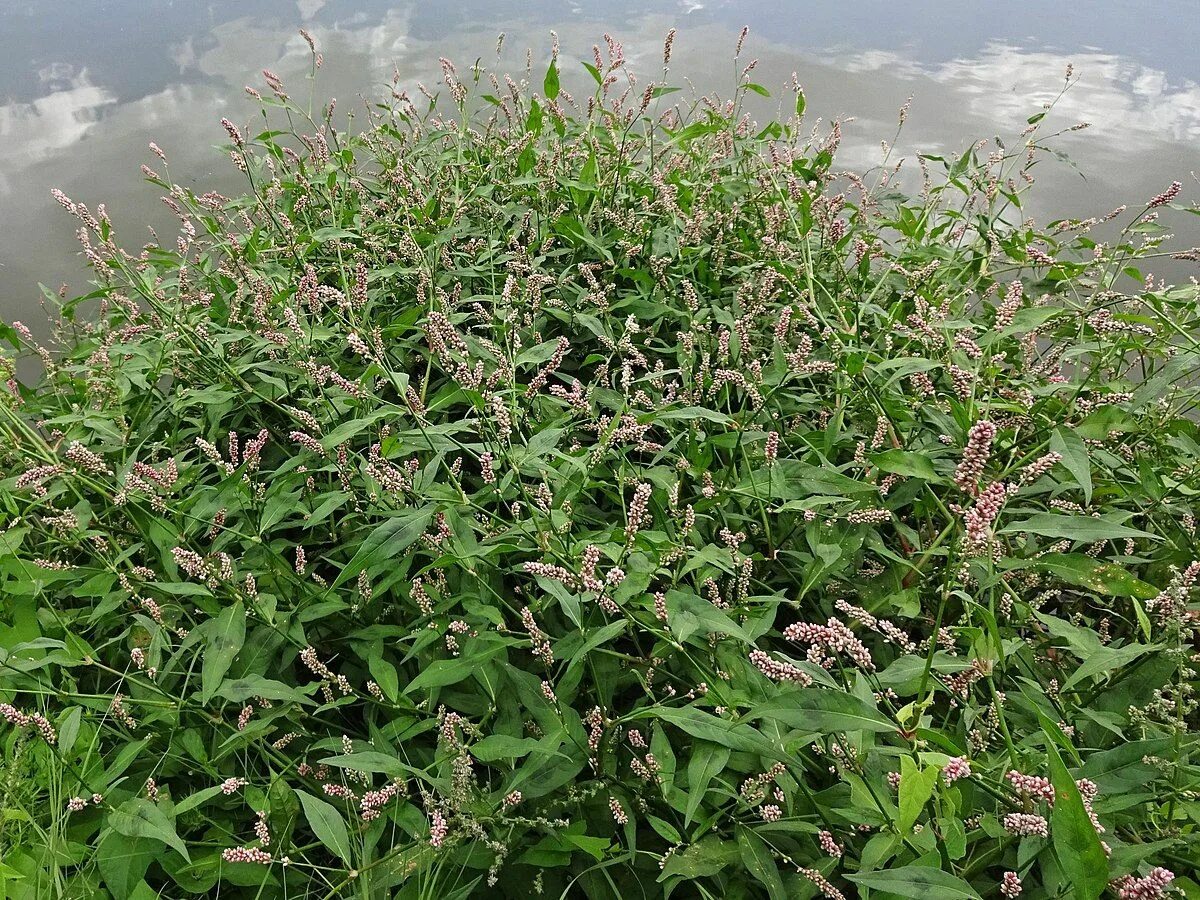 Почечуйная трава фото Persicaria maculosa - Wikipedia in 2021 Plants, Wild flowers, Garden