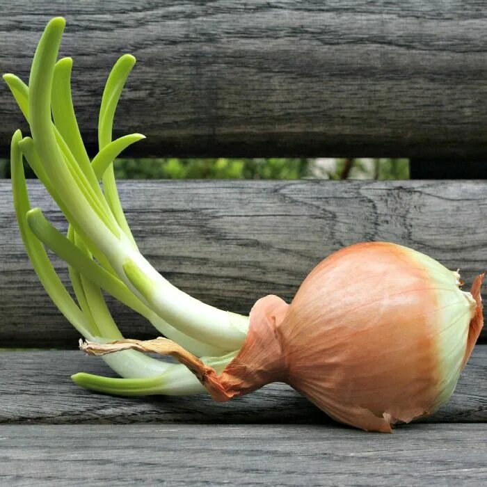 Почему фото лук Tips for Growing Onions Indoors Growing onions, Onion, Home vegetable garden