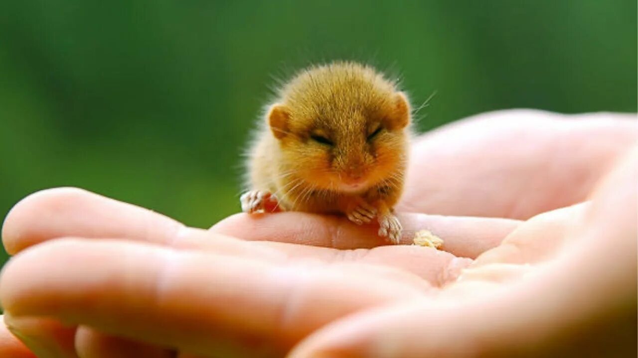 Почему фото маленькое Cutest Exotic Animals you can own as Pets - YouTube