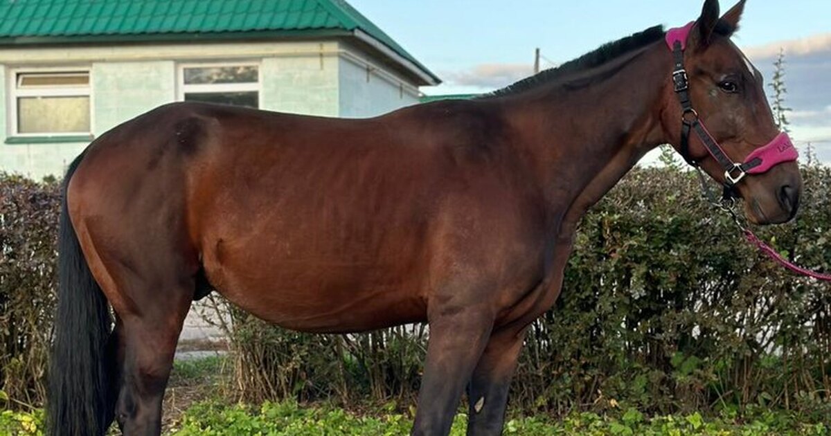 Почему фото с лошадью под начинающих всадников - лошади - конный рынок - equestrian.ru