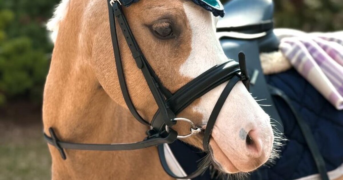 Почему фото с лошадью Уэльский пони - лошади - конный рынок - equestrian.ru