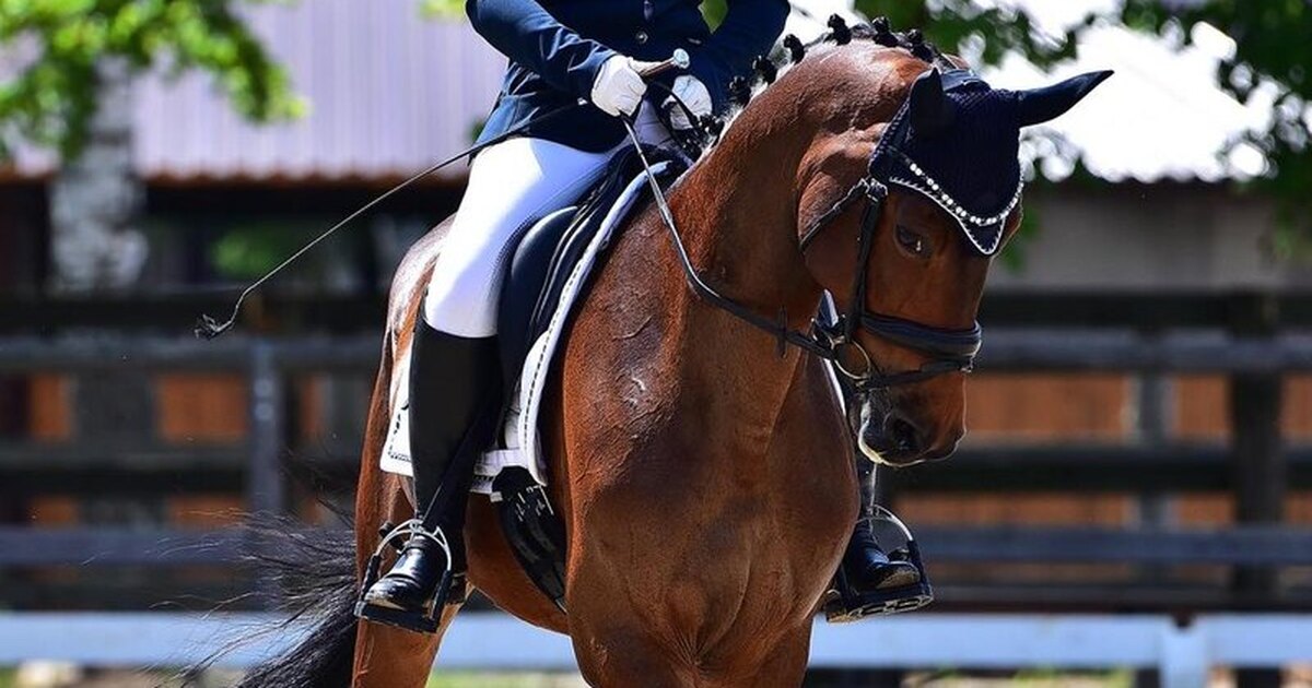 Почему фото с лошадью Мерин ППЮ - лошади - конный рынок - equestrian.ru