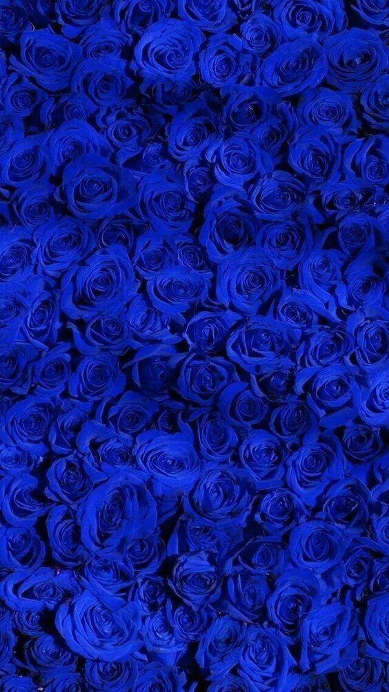 Почему фото синее Wallpapers of flowers for Phone and Iphone - Wallpapers cool Синие пионы, Синие 