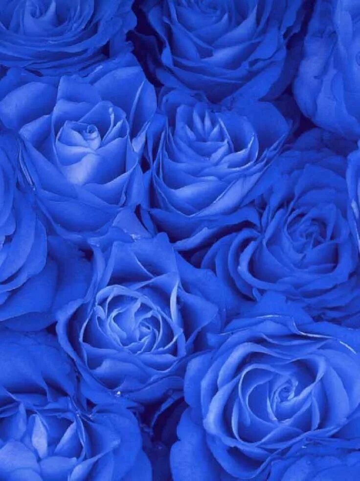 Почему фото синее Blue Roses 1536x2048 Wallpaper Rose violette, Belles fleurs roses, Papier peint 