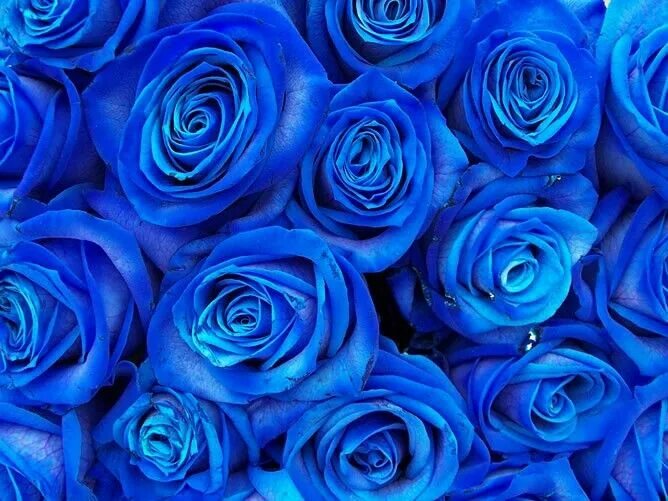 Почему фото синее Pin by Bati S on Fondos Blue roses wallpaper, Blue roses, Rose