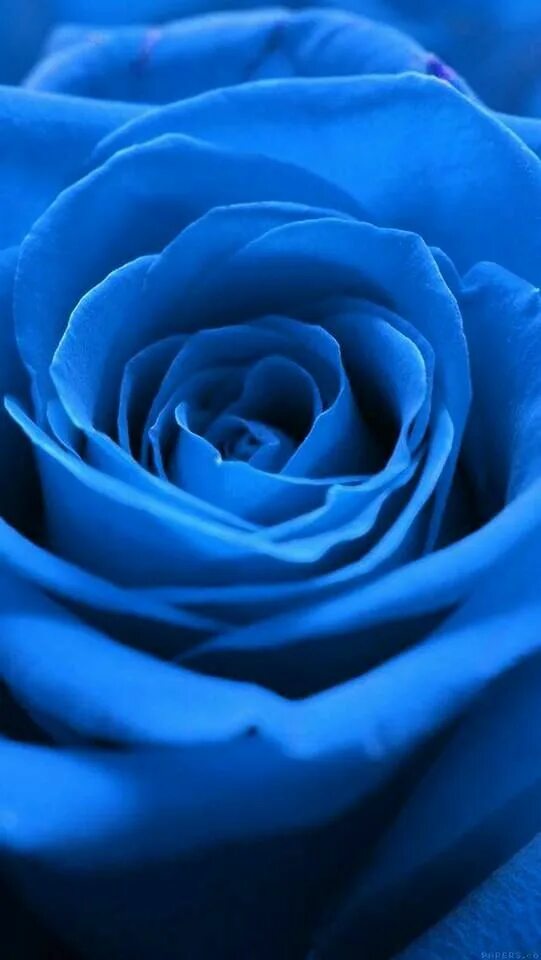 Почему фото синее #wallpaper #wallpapers #iphone #fondodepantalla #background Rose wallpaper, Blue