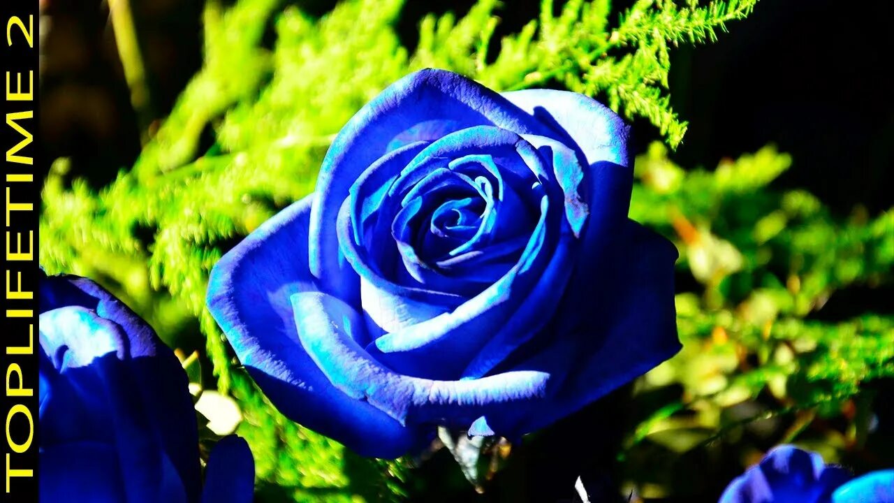 Почему фото синее 10 Flores Azules Más Hermosas Del Mundo - YouTube
