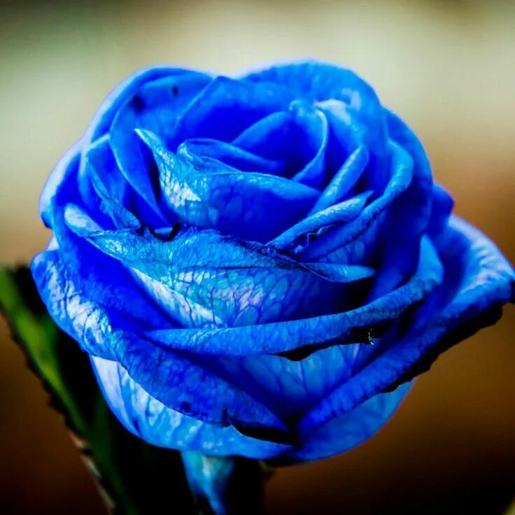 Почему фото синее Pin by Doanh Vu on Rose Blue roses, Rose, Blue rose