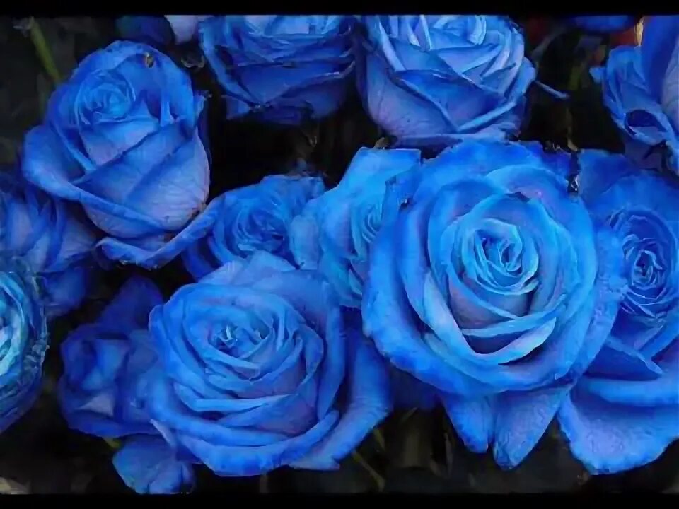 Почему фото синее Blue Roses - YouTube