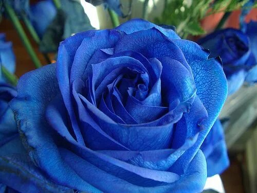 Почему фото синее Blue rose Blue flowers, Blue roses wallpaper, Pretty flowers