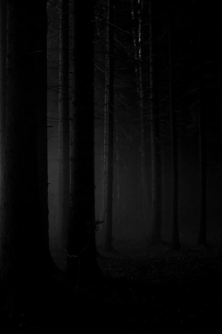 Почему фото темное Dark forest phone wallpaper Dark art photography, Dark forest, White photography