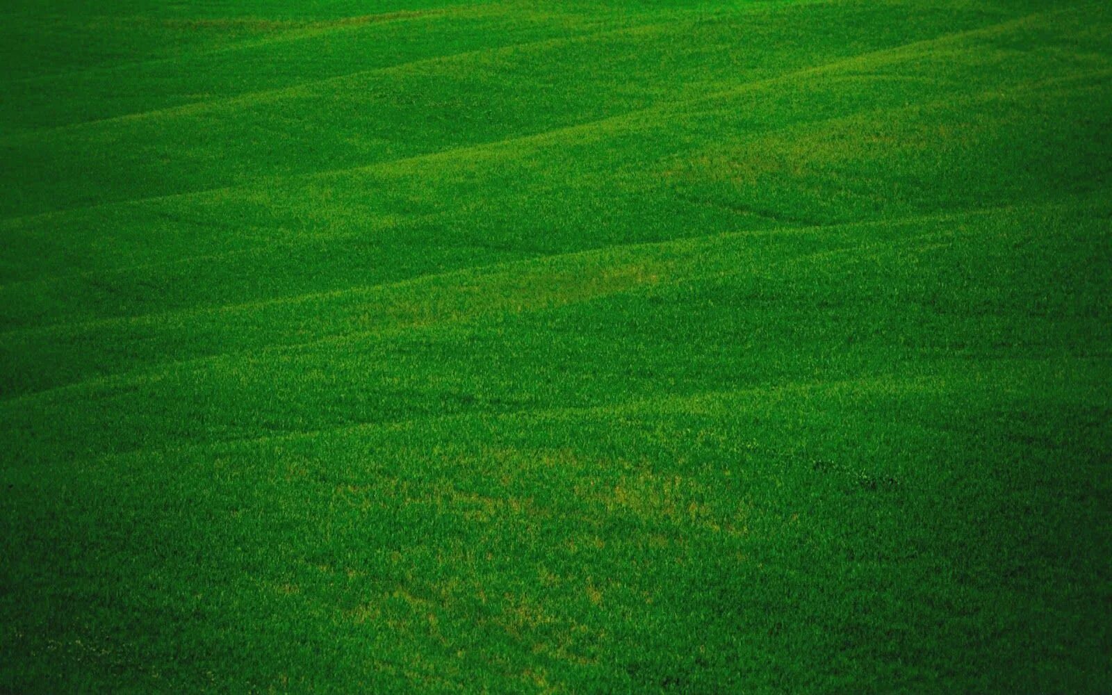 Почему фото зеленое Pin on VERDURE Field wallpaper, Field, Grass wallpaper