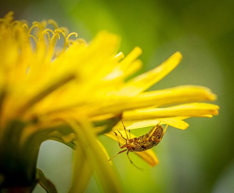 Pin by Chris Stag on Shared From Pixrit Natural landmarks, Texture, Yellow