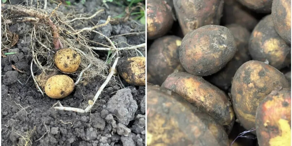 Почему картошка трескается в земле фото Make it with potato after harvesting: it will be stored till summer without deca