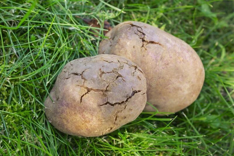 Почему картошка трескается в земле фото Potato Tubers Infected with Bacterial Decay Stock Photo - Image of illness, plan