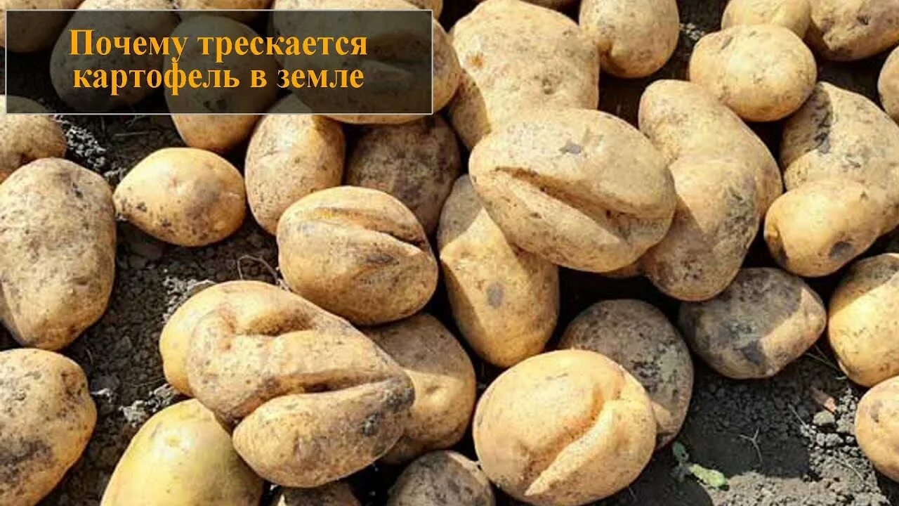 Почему картошка трескается в земле фото Почему трескается картофель в земле - YouTube