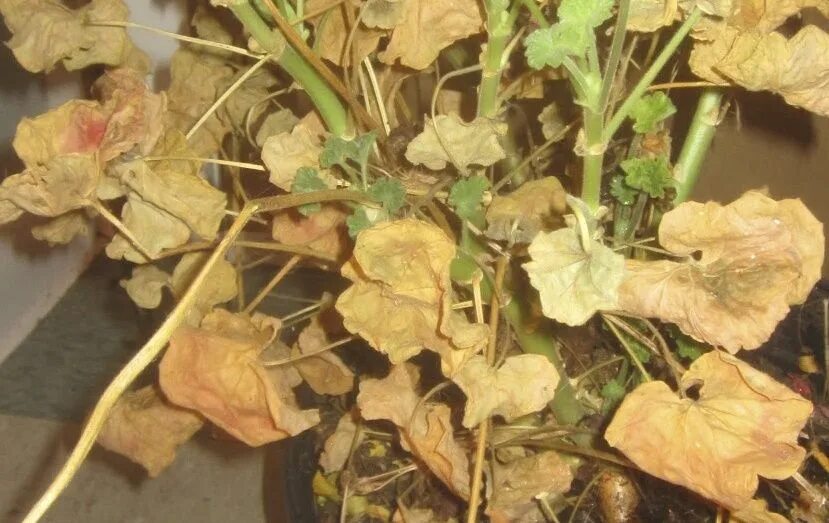 Почему листья что делать фото WHY ARE MY GERANIUM LEAVES TURNING YELLOW? Geraniums, Plant leaves turning brown