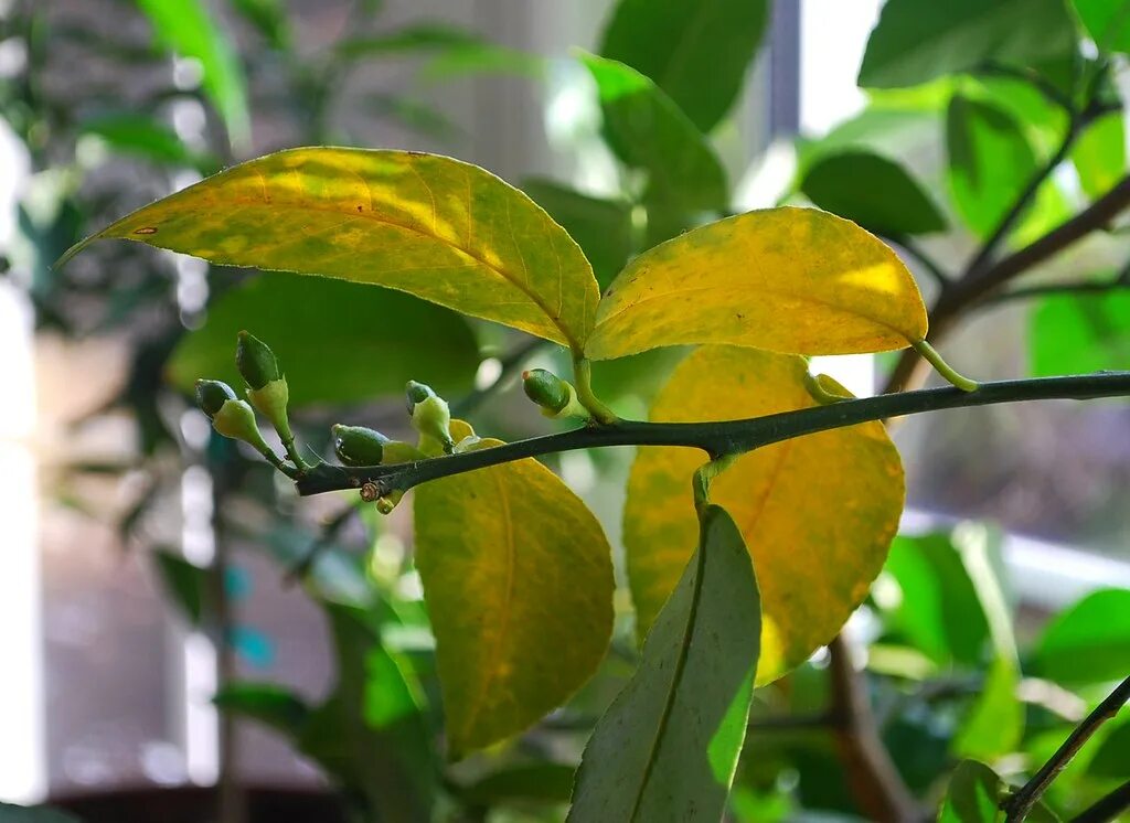 Почему листья что делать фото Yellowing Citrus Leaves A Growing Tradition Blog Flickr