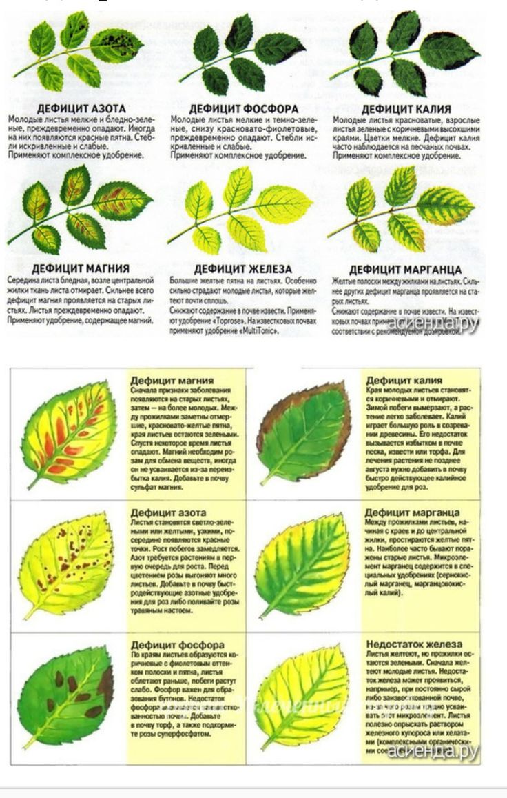 Почему листья что делать фото Пин на доске what your plant is trying to tell you Маленькие огороды, Садоводств