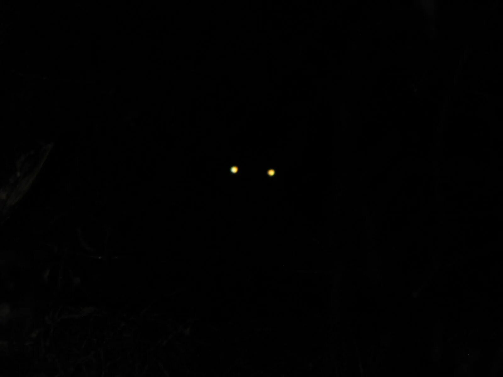 Почему на фото глаза светятся Glowing Cat Eyes Shadow creatures, Shadow monster, Spooky eyes