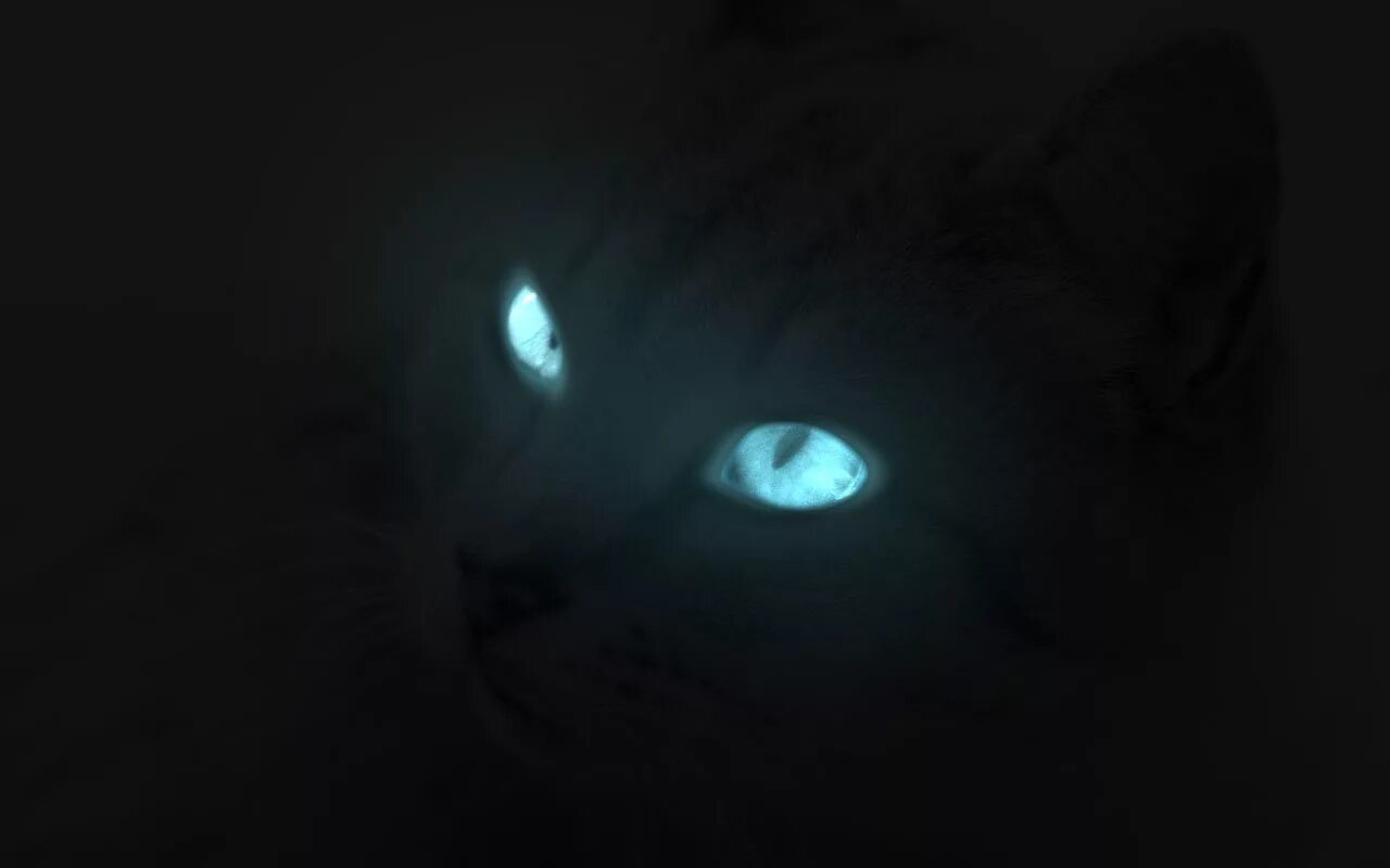 Почему на фото глаза светятся witch's sidekick Cat with blue eyes, Tapetum lucidum, Cats