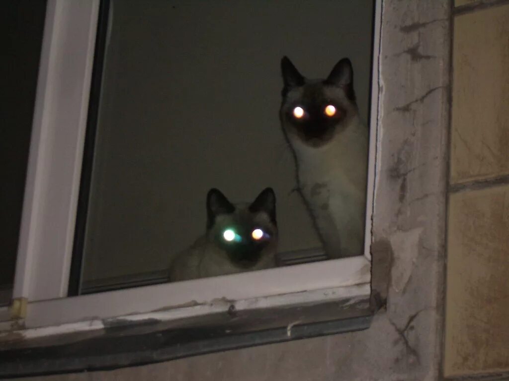Почему на фото глаза светятся Fichier:Thai cats eyeshine.JPG - Wikipédia