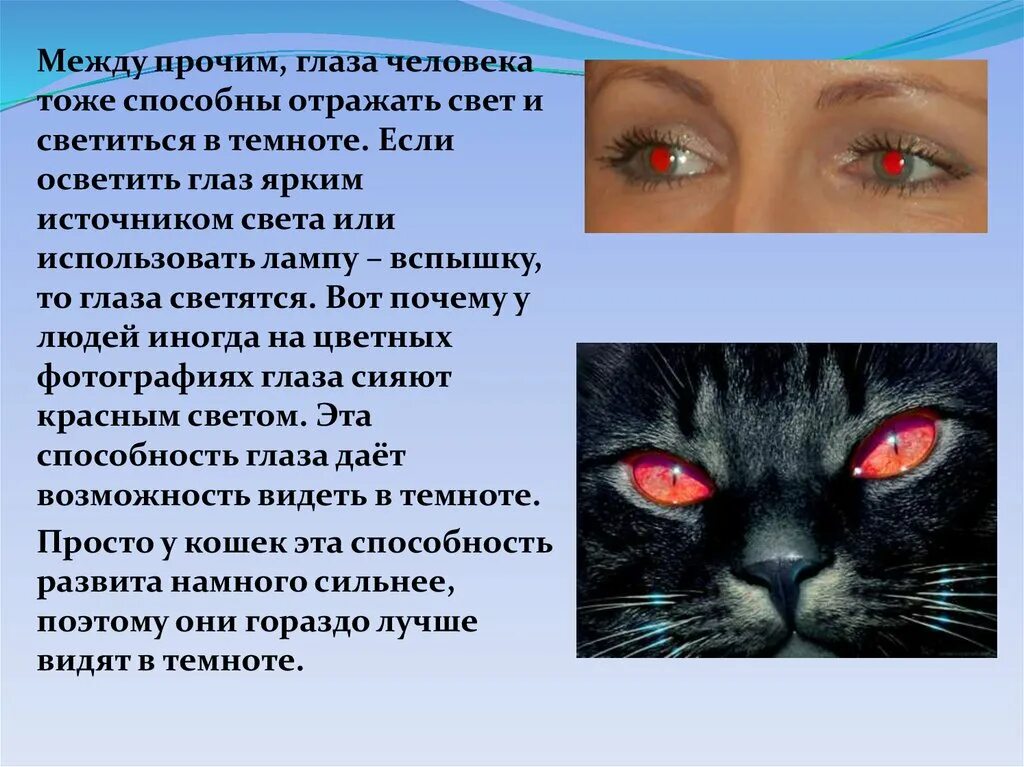 Почему на фото глаза светятся Почему у животных светятся глаза в темноте 58 фото - ZooClever.ru