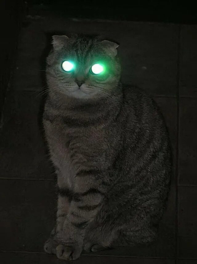 Почему на фото глаза светятся Коты с уранового рудника, надо больше урана! - ЯПлакалъ