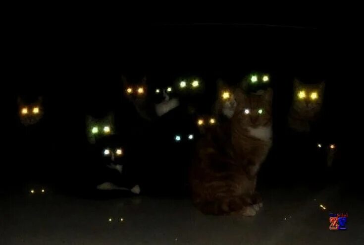 Почему на фото глаза светятся cat eyes meme - Google Search Eyes meme, Animal pictures, Cats