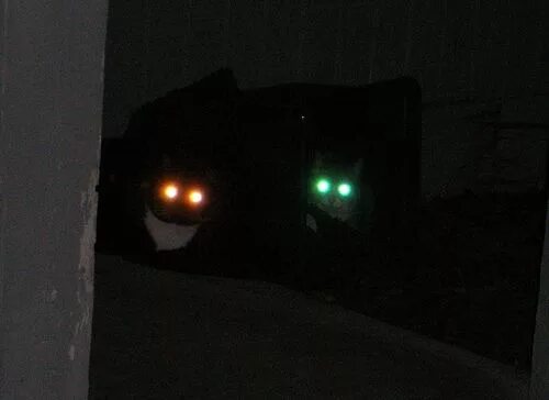 Почему на фото глаза светятся Ghim của V. E. Delgado trên Glowing eyes reference Mèo