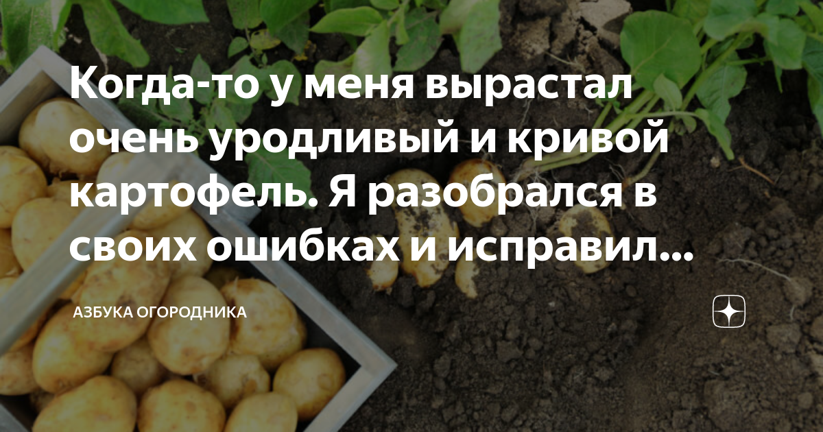 Почему трескается картофель в земле фото Когда-то у меня вырастал очень уродливый и кривой картофель. Я разобрался в свои