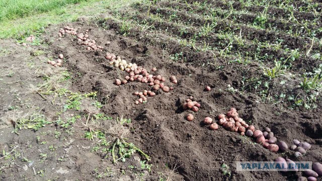 Почему трескается картофель в земле фото Картошка под сеном. - ЯПлакалъ