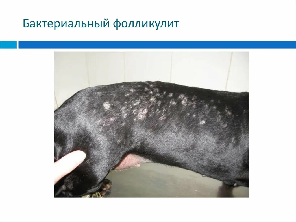 Почесуха симптомы фото лечение Dog abscess antibiotic