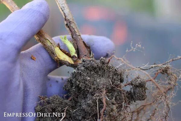 Почка замещения у малины фото How to Transplant Raspberry Bushes Gardening Gardening raspberries, Growing rasp