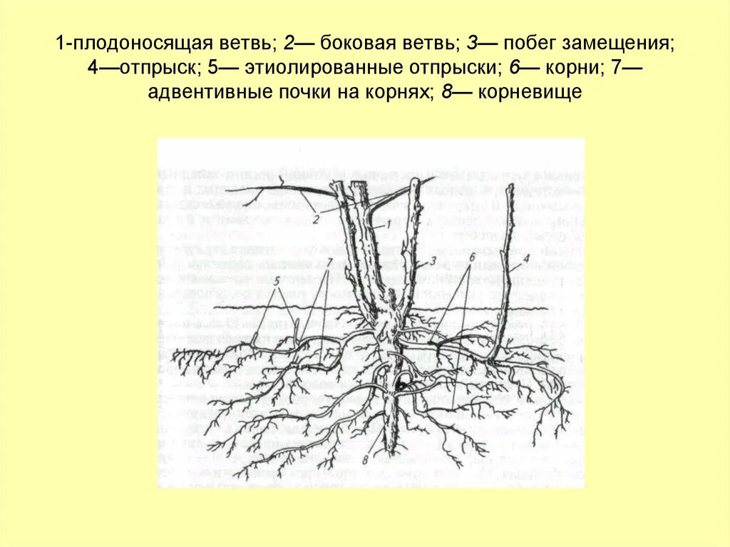 Почка замещения у малины фото Биологические особенности роста и плодоношения малины и ежевики - презентация он