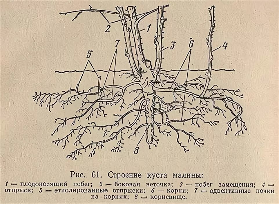 Почка замещения у малины фото Картинки МАЛИНА ПОЧКИ