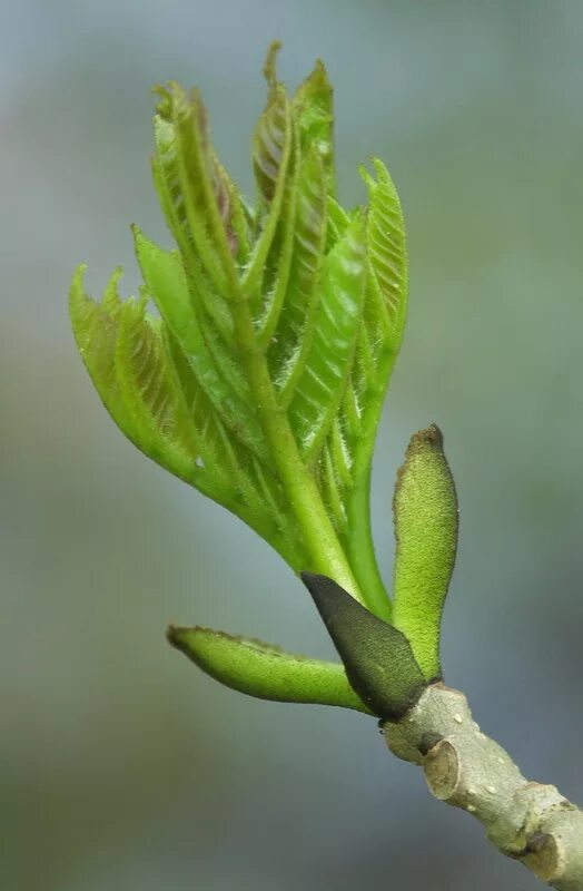 Почки фото листья Fraxinus excelsior - Изображение особи - Плантариум